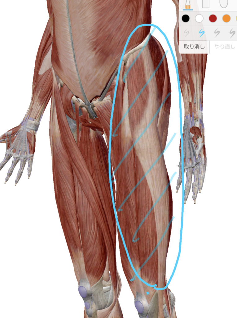 筋肉の図